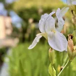 Verdeacqua Villa Apartments Tra Natura E Mare